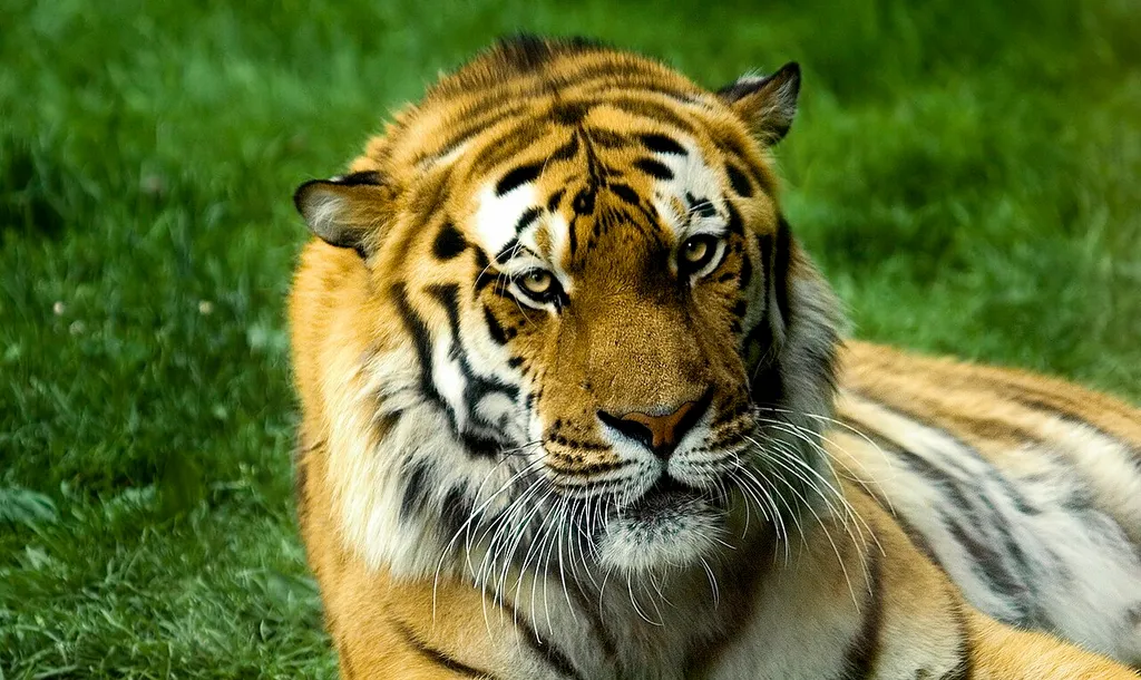 Tigre au zoo de Servion (Suisse)