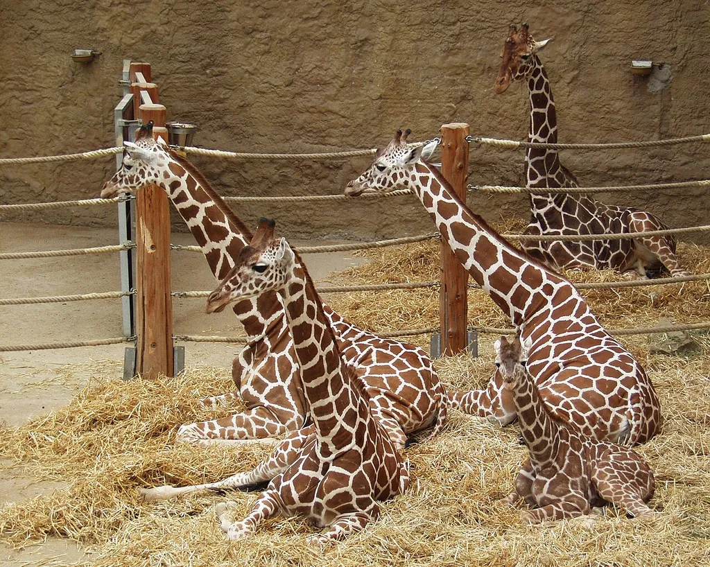 Reticulated giraffe (Giraffa camelopardalis reticulata) in Zoo Duisburg, Germany