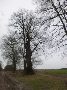 Naturdenkmal Ulme Verbindungsweg von der B 2 in Richtung Ladeburg, etwa auf der Hälfte des Weges in Ladeburg