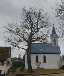 Linde vor der Kirche