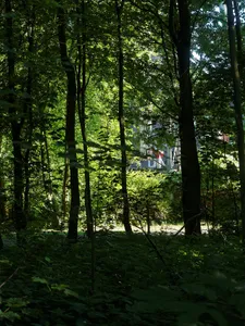 LSG-Waldbereich noerdlich der Zeche Teutoburgia