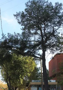 Old Larch in Yekaterinburg