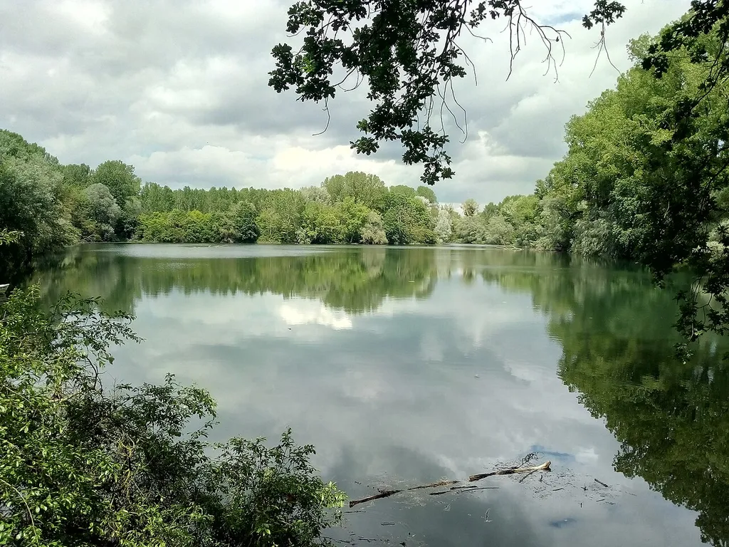 Die Goldkehle im Naturschutzgebiet Goldgrund, Wörth am Rhein