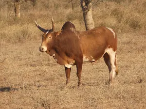 Kuno Wildlife Sanctuary