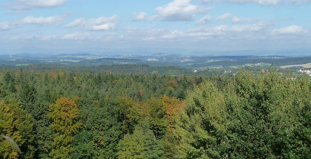 Blick von der "Platte" auf den Neuburger Wald
