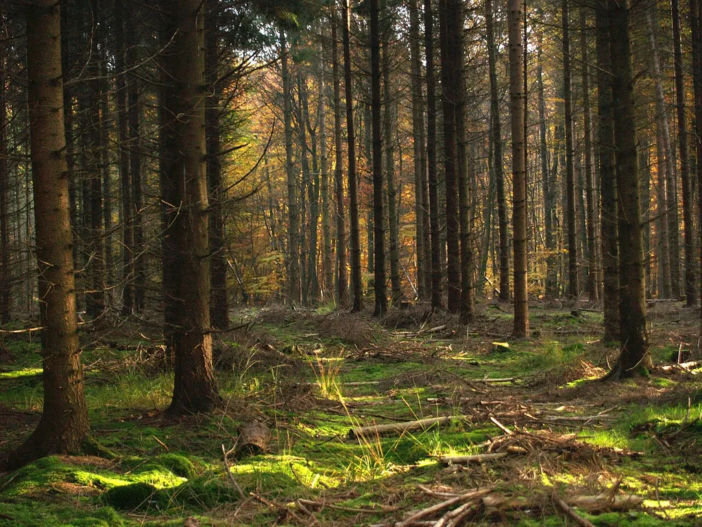 Herbstliche Eindrücke aus dem Schaumburger Wald