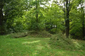 Borschengrün