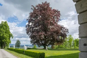 Blutbuche am Schloss Tillysburg