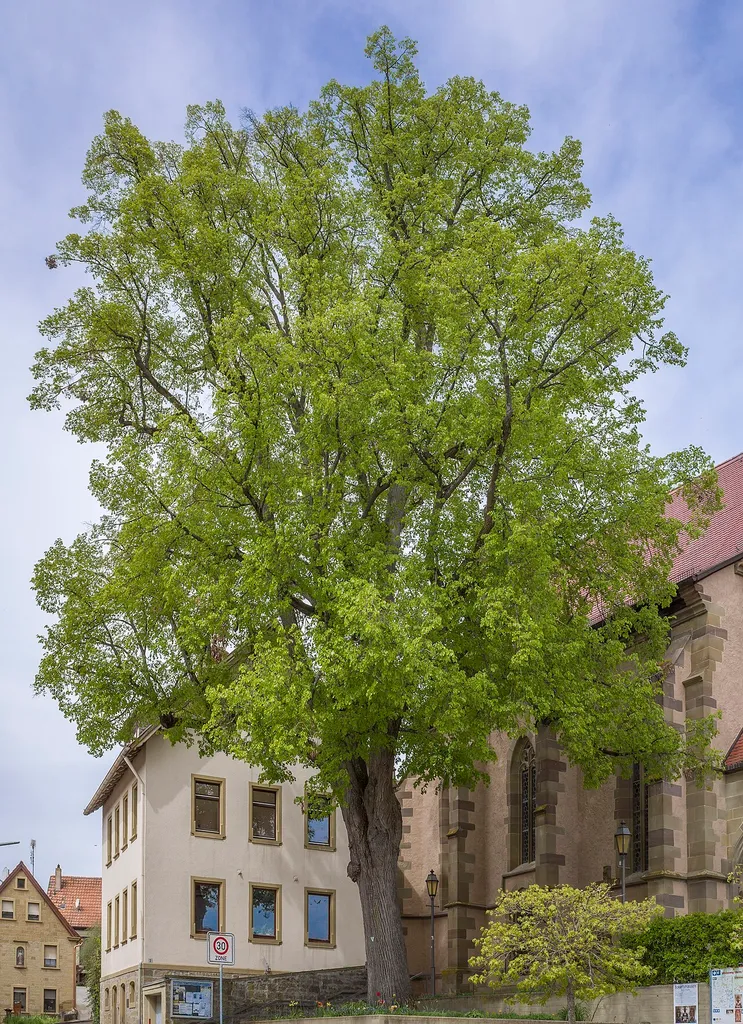 ND-05902 Linde vor der Kirche in Eckartshausen