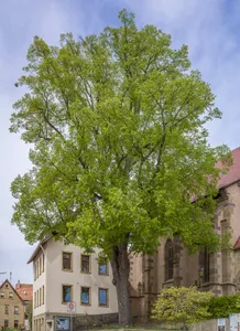 Linde vor der Kirche