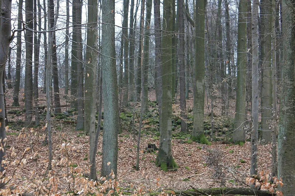 Reste der latènezeitlichen Ringwallanlage am Almerskopf bei Barig-Selbenhausen, Merenberg, Hessen, Deutschland