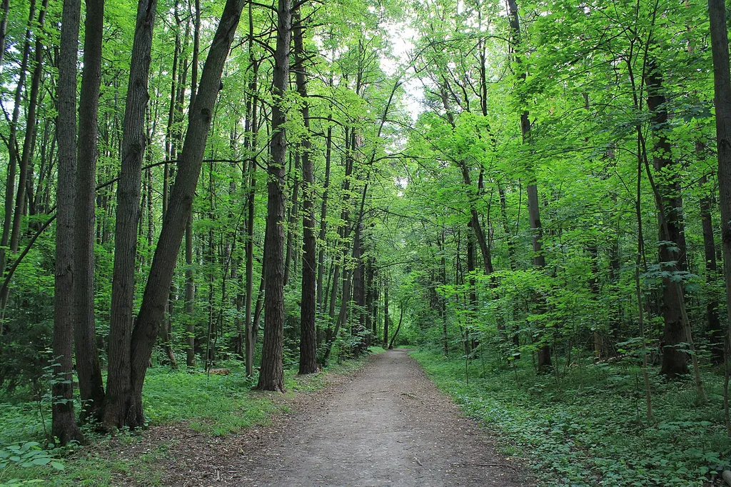 Bitsa Park
