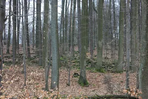Ringwall Almerskopf