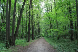 Bitsa Park