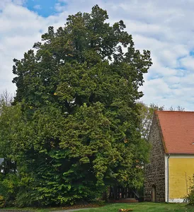 Naturdenkmal Winterlinde (Tilia cordata) südwestlich der Kirche in Saßleben