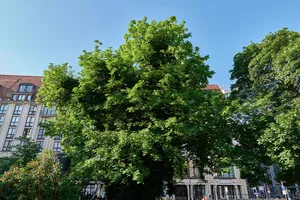 Spitz-Ahorn Gendarmenmarkt, südwestlich des Deutschen Doms