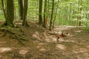Burg Ordenberg