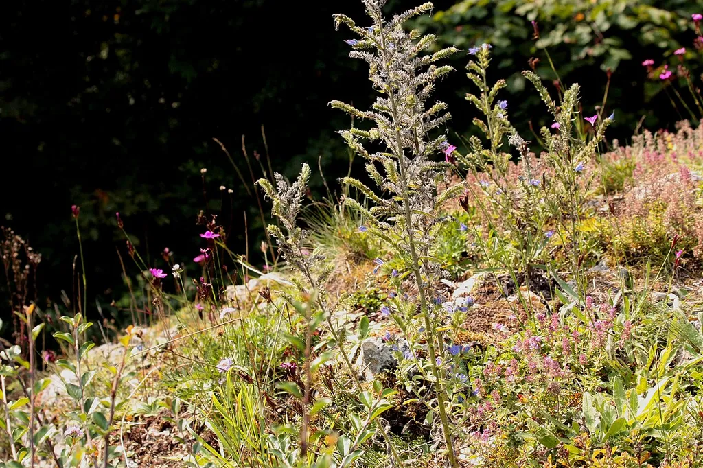 (LSG:BY-LSG-00119.03)_Burgberg von Burglengenfeld Fauna Hochsommer Südhang