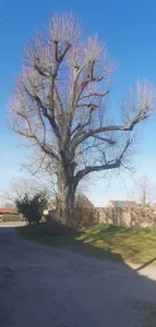 Naturdenkmal Sommerlinde (Tilia platyphyllos) am Zaun westlich der Kirche in Groß Jehser