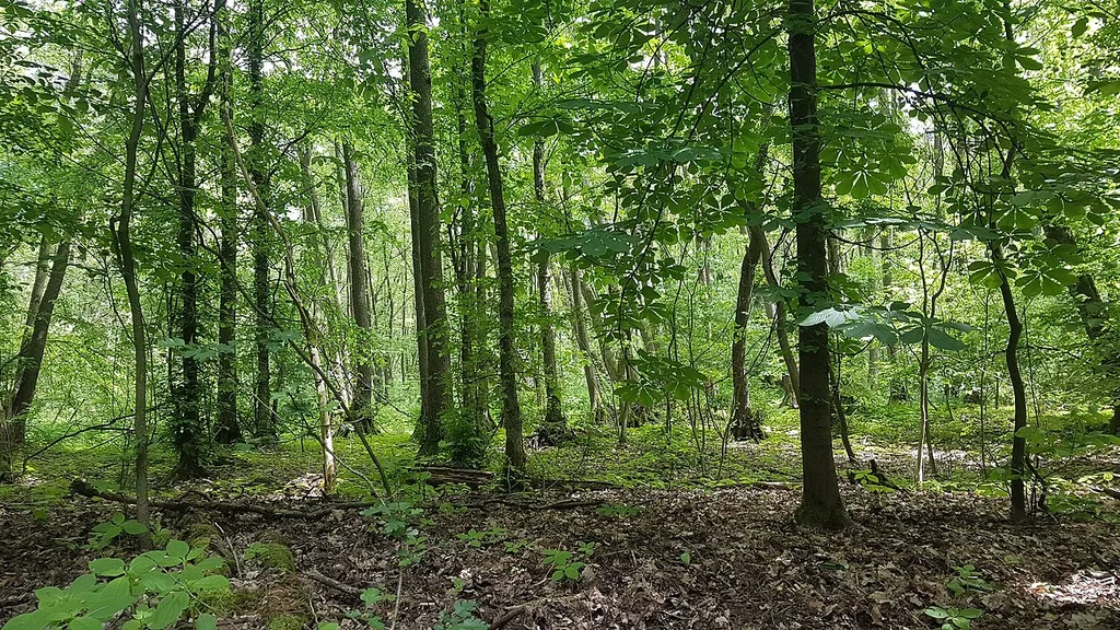 Blick in den Seeburger Fenn