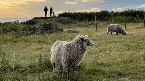 Nyhamnsläge-Strandbaden coastal heath