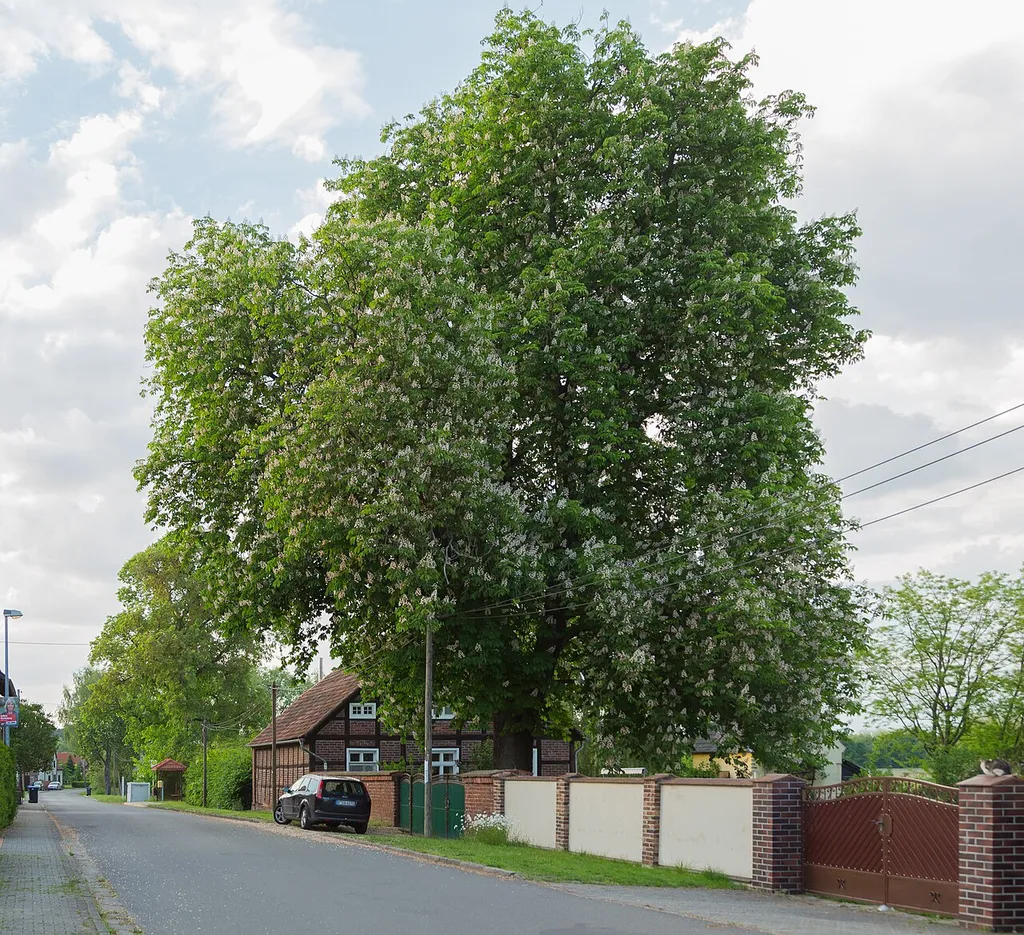 Flowering Horse Chestnut (Aesculus hippocastanum) tree situated between 24 &amp; 25 Meadow Street (Wiesenstraße 24 und 25) opposite the Protestant Village Church („Dorfkirche“) of Kalkwitz/Kałkojce, district of Calau/Kalawa, Landkreis Oberspreewald-Lausitz, Brandenburg, Germany.