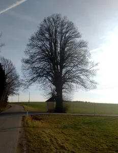 Kapellenlinde bei Neukirchen am Walde
