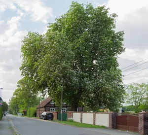 Naturdenkmal Rosskastanie (Aesculus hippocastanum) Grundstück gegenüber der Kirche, an der Dorfstraße in Kalkwitz