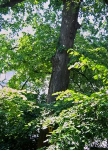 Naturdenkmal [[Ulmen|Ulme]]-[[Feldulme]] (''Ulmus minor'') Erich‑Kästner‑Platz (ehemaliger Teil von Bahnhofstraße), auf Grundstück vom Piccolo Theater in Mitte