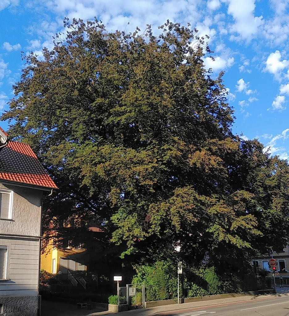 Blutbuchen in der Burgstraße