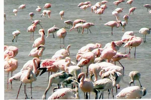 Lake Abijatta