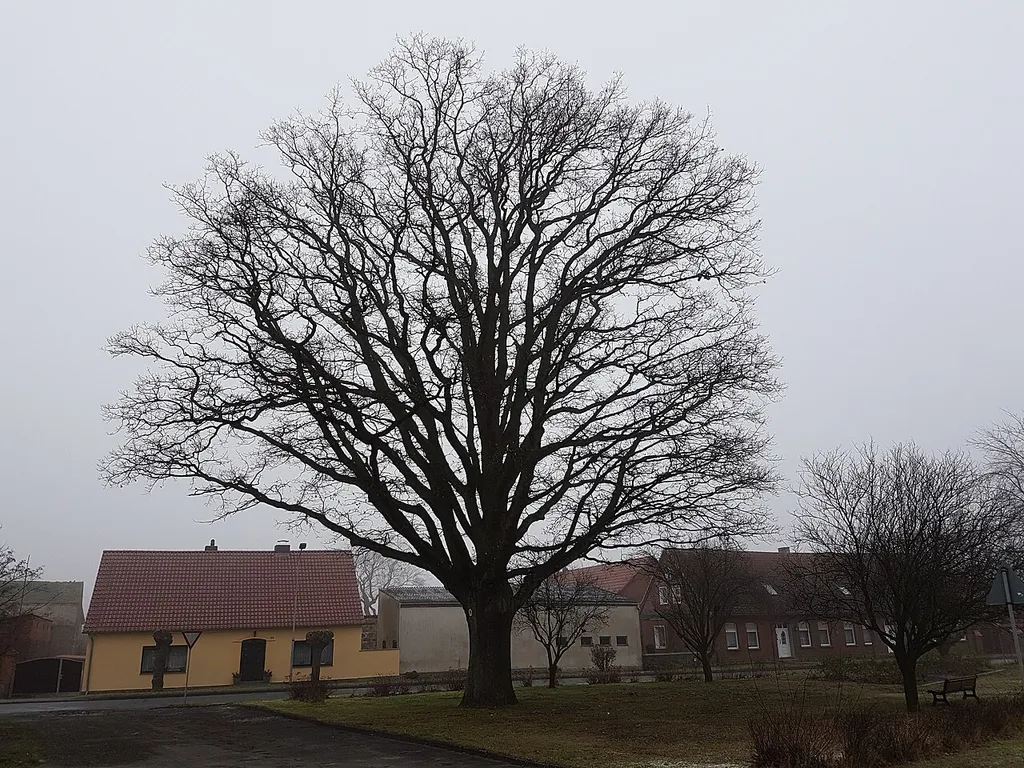 Als Naturdenkmal geschützte Eiche in Wulfersdorf (Wittstock-Dosse)