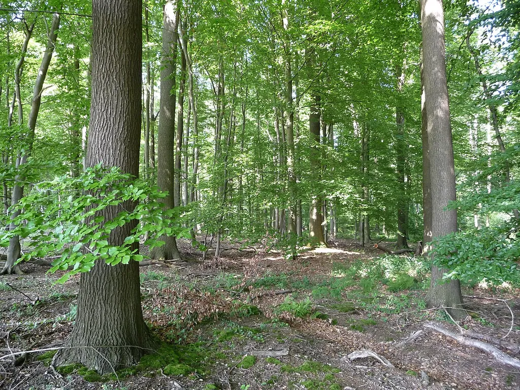 Ein kleines Waldgebiet über Neuenkirchen, landschaftlich reizvoll eingebettet.