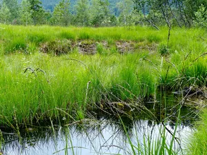 Schutz des Grüntengebietes, des Großen Waldes, der Deutschen Alpenstraße und des Wertachtales