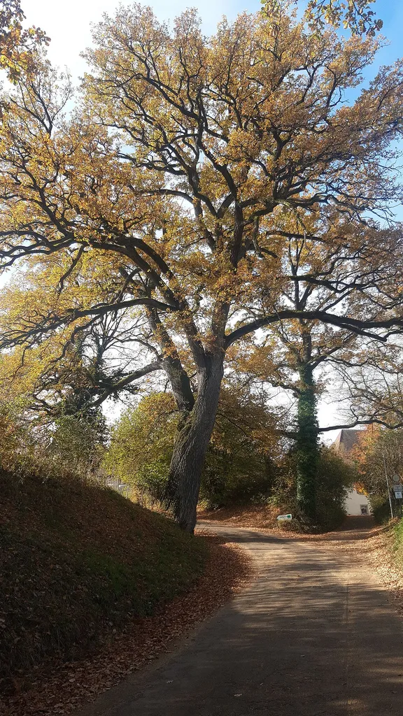 1 Stieleiche auf der Kleincomburg (Natural monument in Schwäbisch Hall, Baden-Württemberg, Germany) von Osten aus um die Mittagszeit aufgenommen