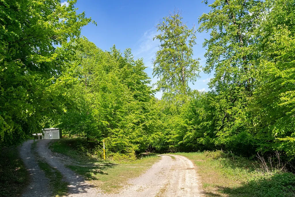 Naturschutzgebiet Hinnenburger Forst mit Emder Bachtal, Kreis Höxter; bei Emderhöhe in Bad Driburg
