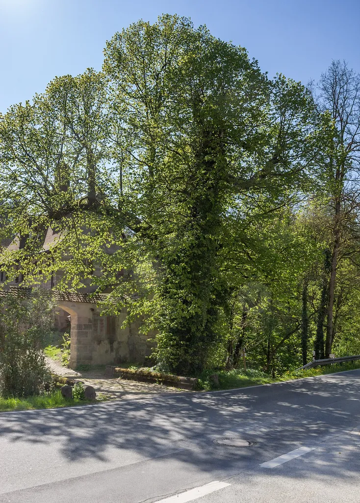 Die 2 Burglinden von Grünsberg, Naturdenkmal (ND-04673), Burg Grünsberg, Altdorf