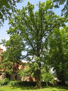 Stiel-Eiche