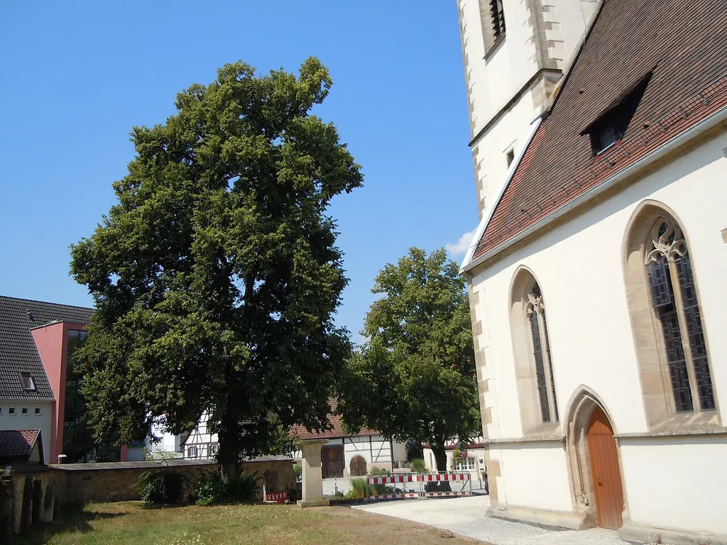 Naturdenkmal "Linde bei der Ev. Kirche" (Schutzgebiets-Nr. 81160422708) in Neckartenzlingen.