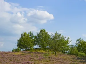 Fürstengrab (Lüneburger Heide)