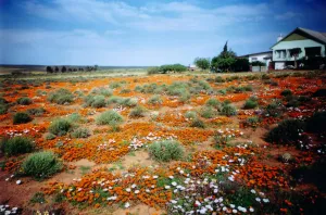 Loeriesfontein