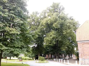 Kloster Preetz: Zufahrtsallee (Linden)