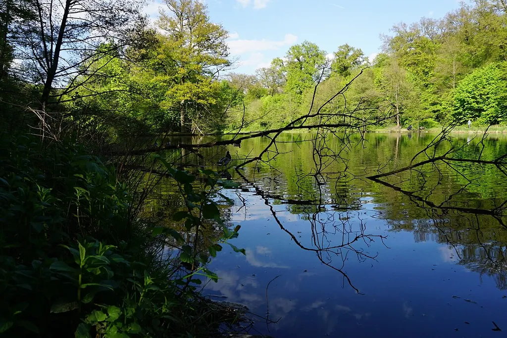 A view on the Ententeich lake in the Fasanerie Aschaffenburg and the island in its middle. The lake is mirroring the blue sky as well as the foliage. On the left hand side some dead branches are partially sunk in the water; a duck is standing one of the branches. This is a slightly different perspective of File:Fasanerie_Aschaffenburg_Apr_2017_7.jpg