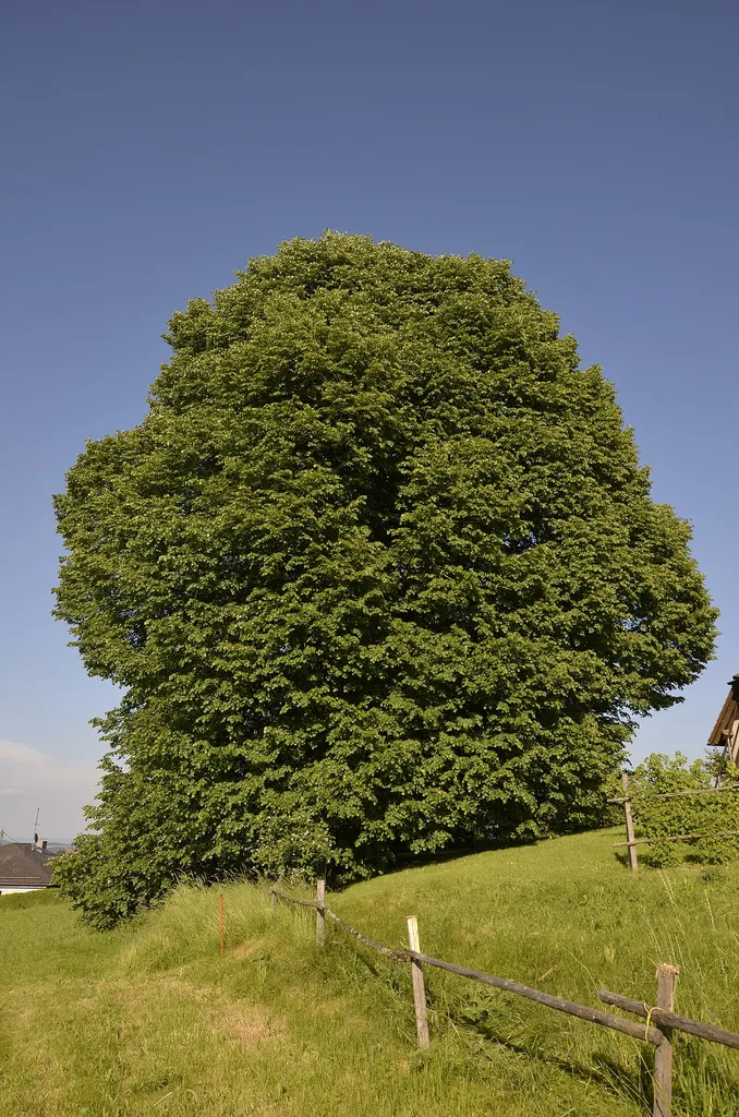 This media shows the natural monument in Upper Austria with the ID nd656.