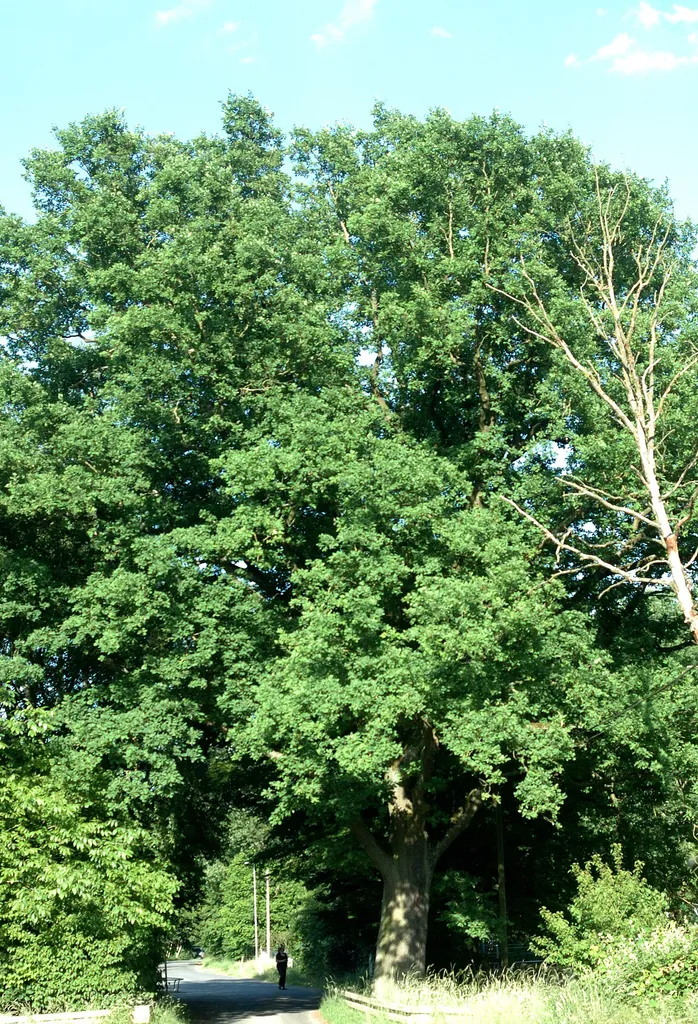 Denkmalgeschützte Stiel-Eiche im Engwaad, Neu-Isenburg