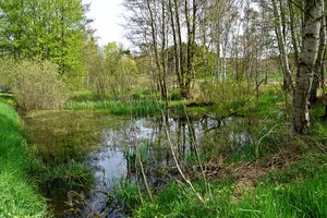 Großseggenried Lengenfeld Waldkirchen