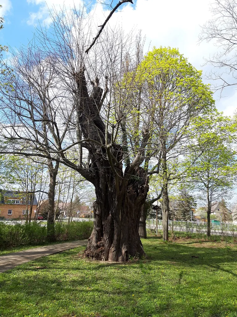 Naturdenkmal Sommerlinde (Tilia platyphyllos) an der Kirche in Ogrosen mit der Naturdenkmalnummer 0614-2