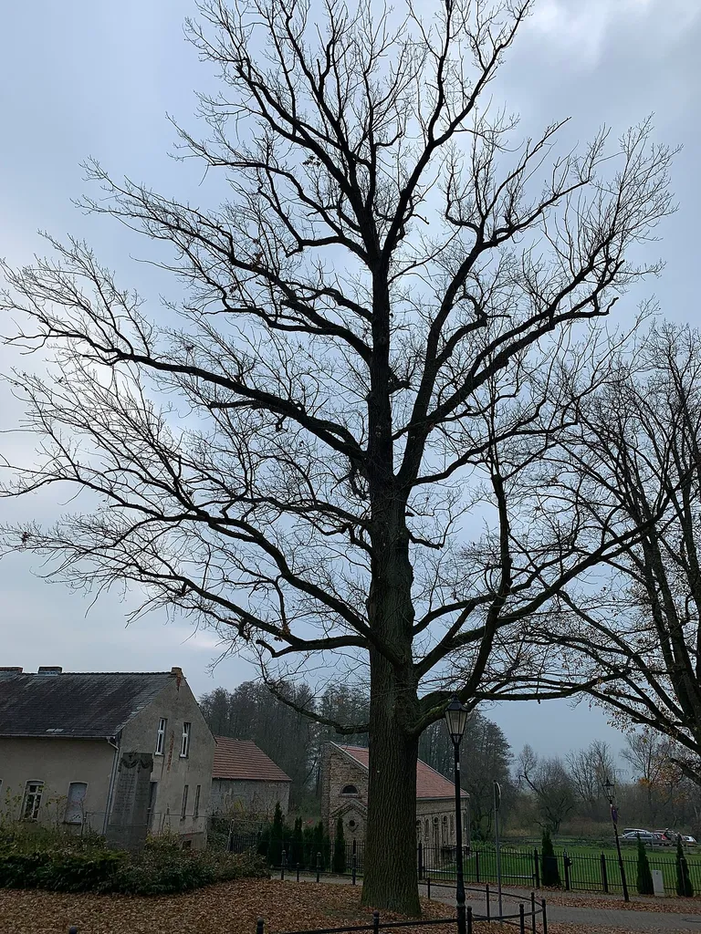 Natural monument Friedenseiche (Baum) in Diedersdorf with monument id Blattnummer: 48, Registernummer: B0641