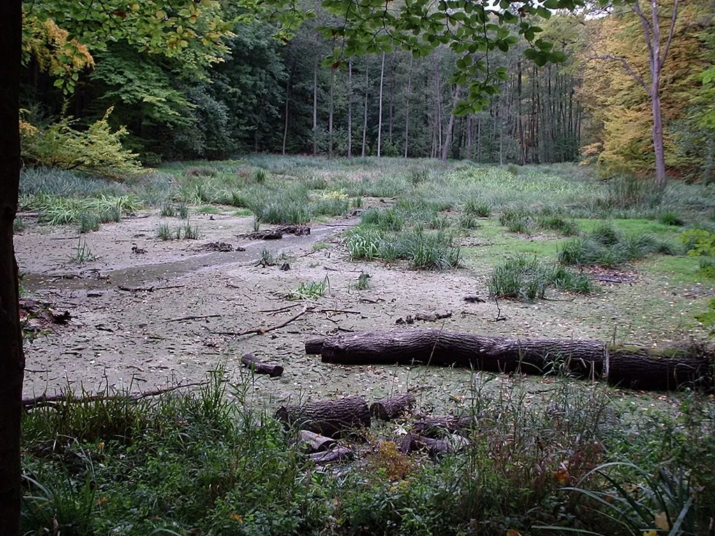 Der verlandete Hünenteich bei Flarchheim im Nationalpark Hainich.