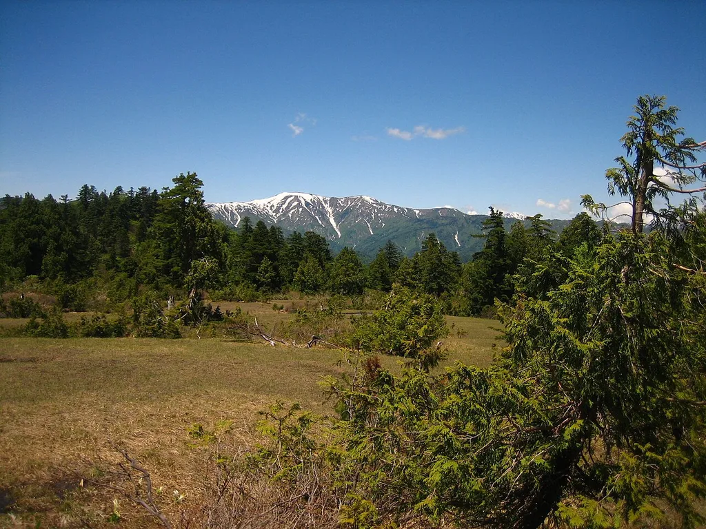 A picture of mountains inside Oze National Park in Japan. Mixed conifer forest with (right foreground) Chamaecyparis pisifera. Picture was taken with a Canon Power Shot SD450 Digital Elph camera.